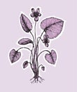 Decorative botanical illustration of a violet flower (Viola)